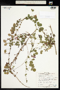 Kennedia prostrata image