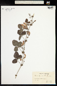 Kennedia prostrata image