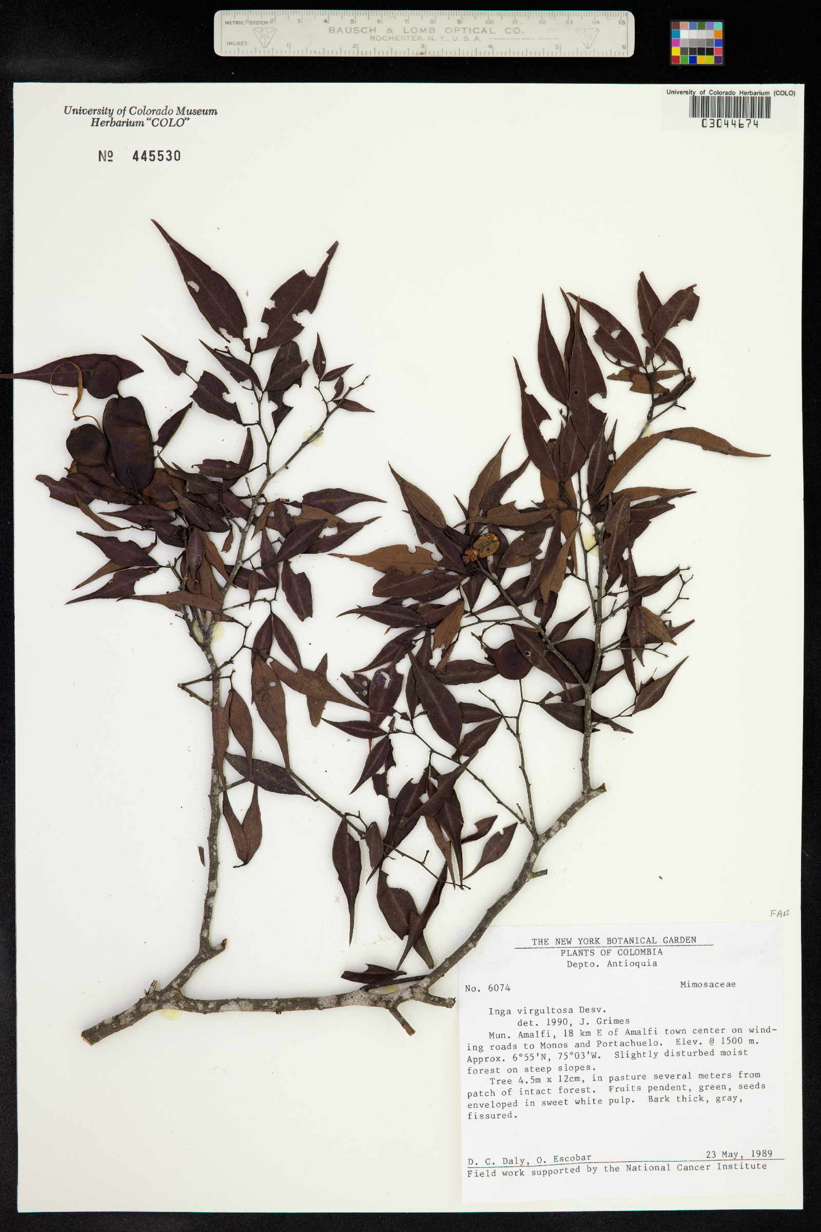 Inga virgultosa image