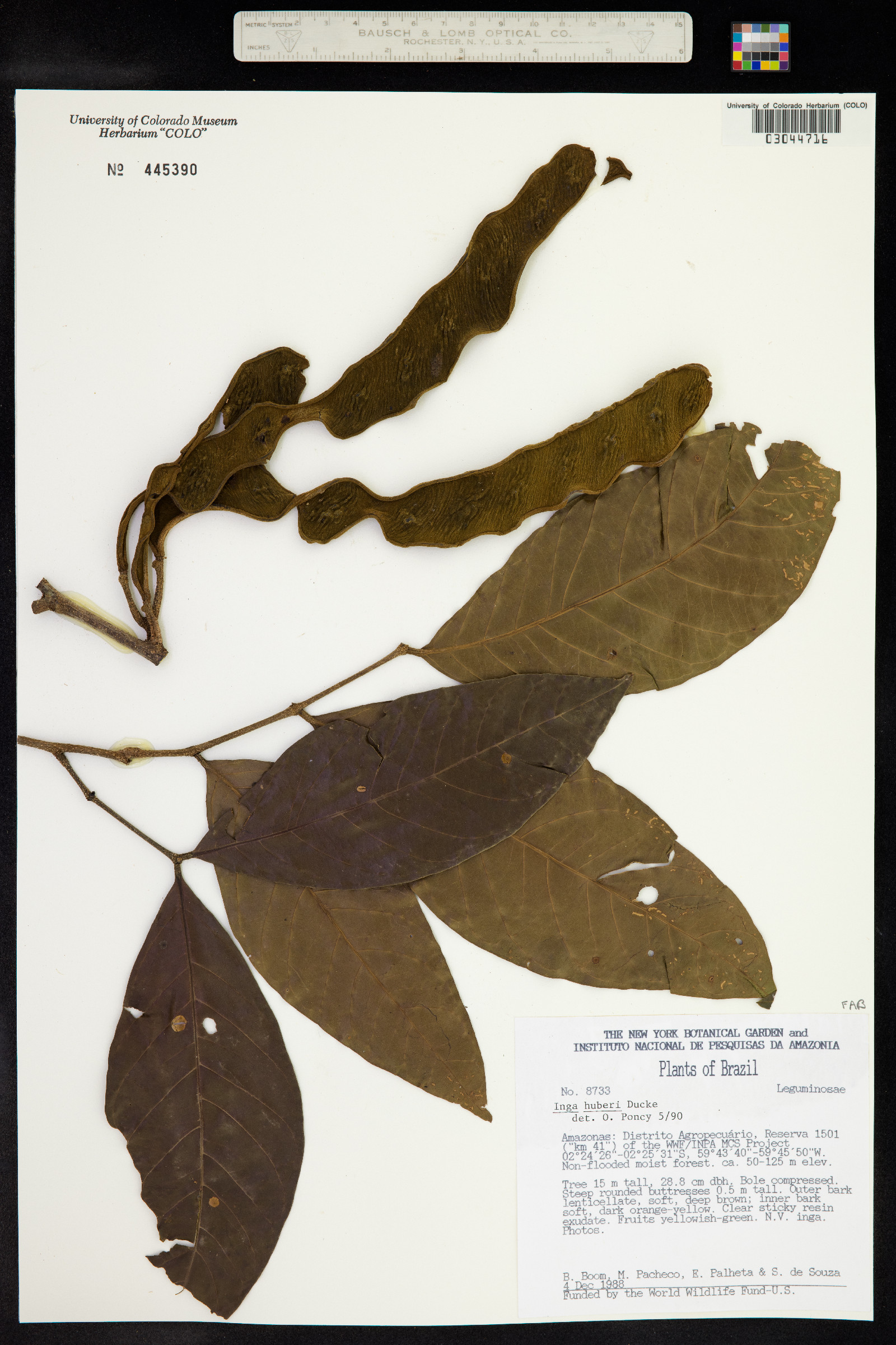 Inga huberi image