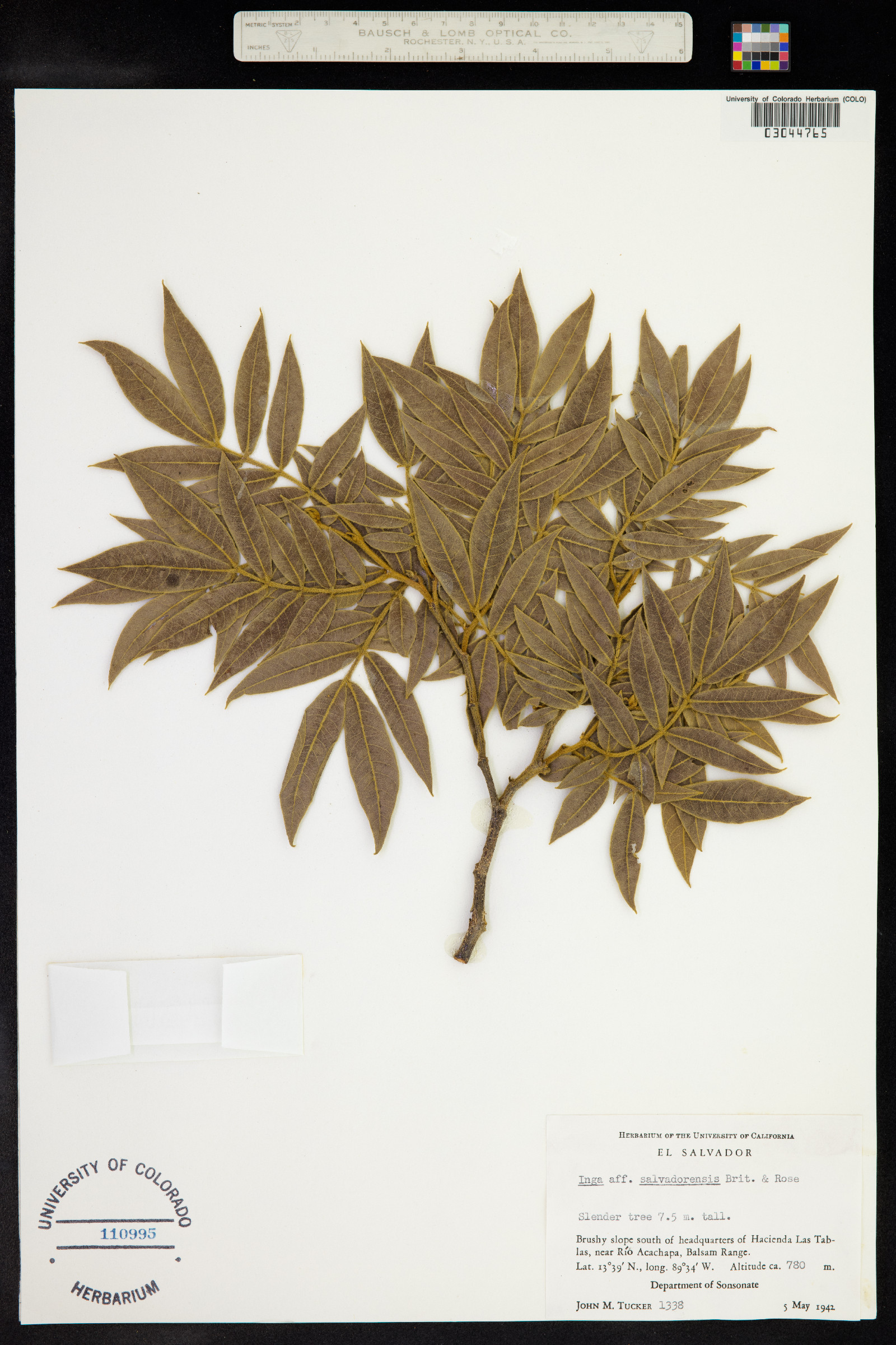 Inga sapindoides image