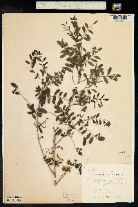 Indigofera anil image