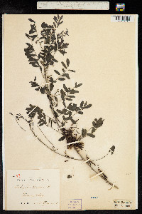 Indigofera tinctoria image