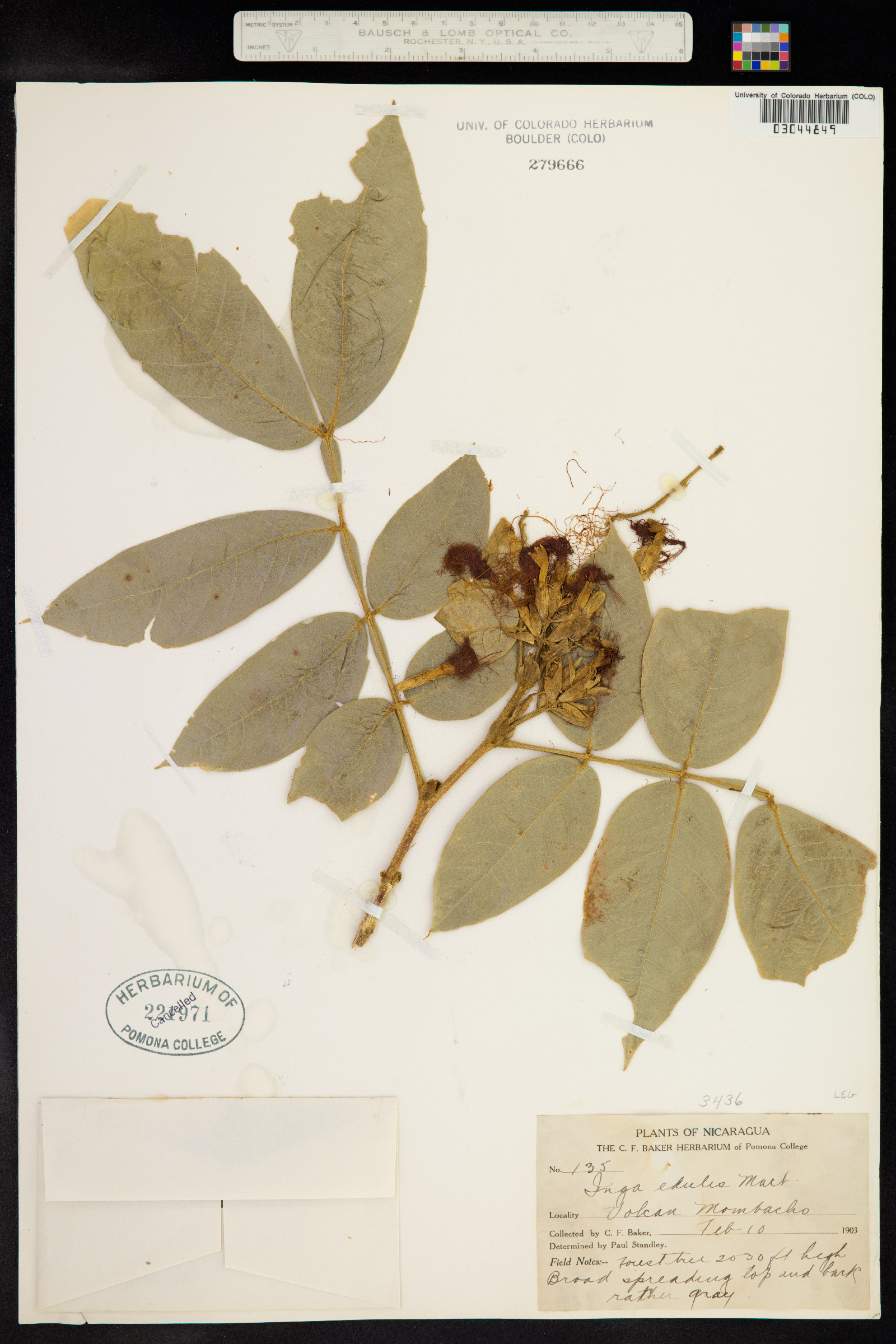 Inga edulis image