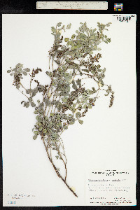 Indigofera brevidens image