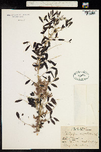 Indigofera suffruticosa image