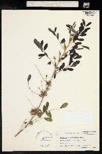 Indigofera suffruticosa image