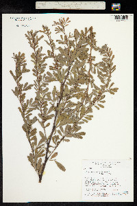 Indigofera suffruticosa image