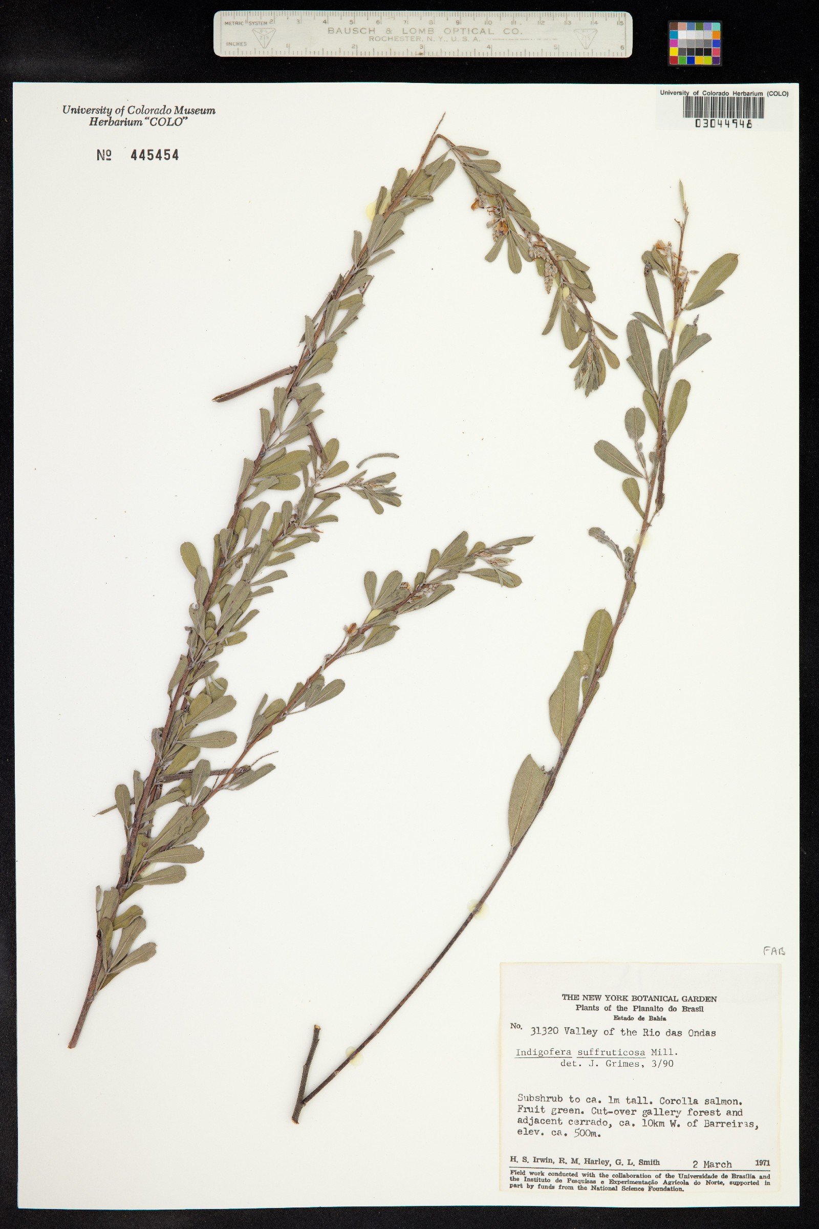 Indigofera image