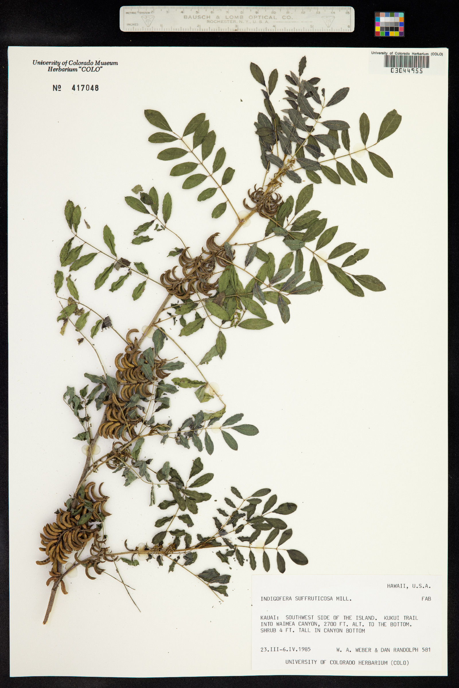 Indigofera image