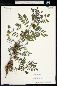 Indigofera suffruticosa image