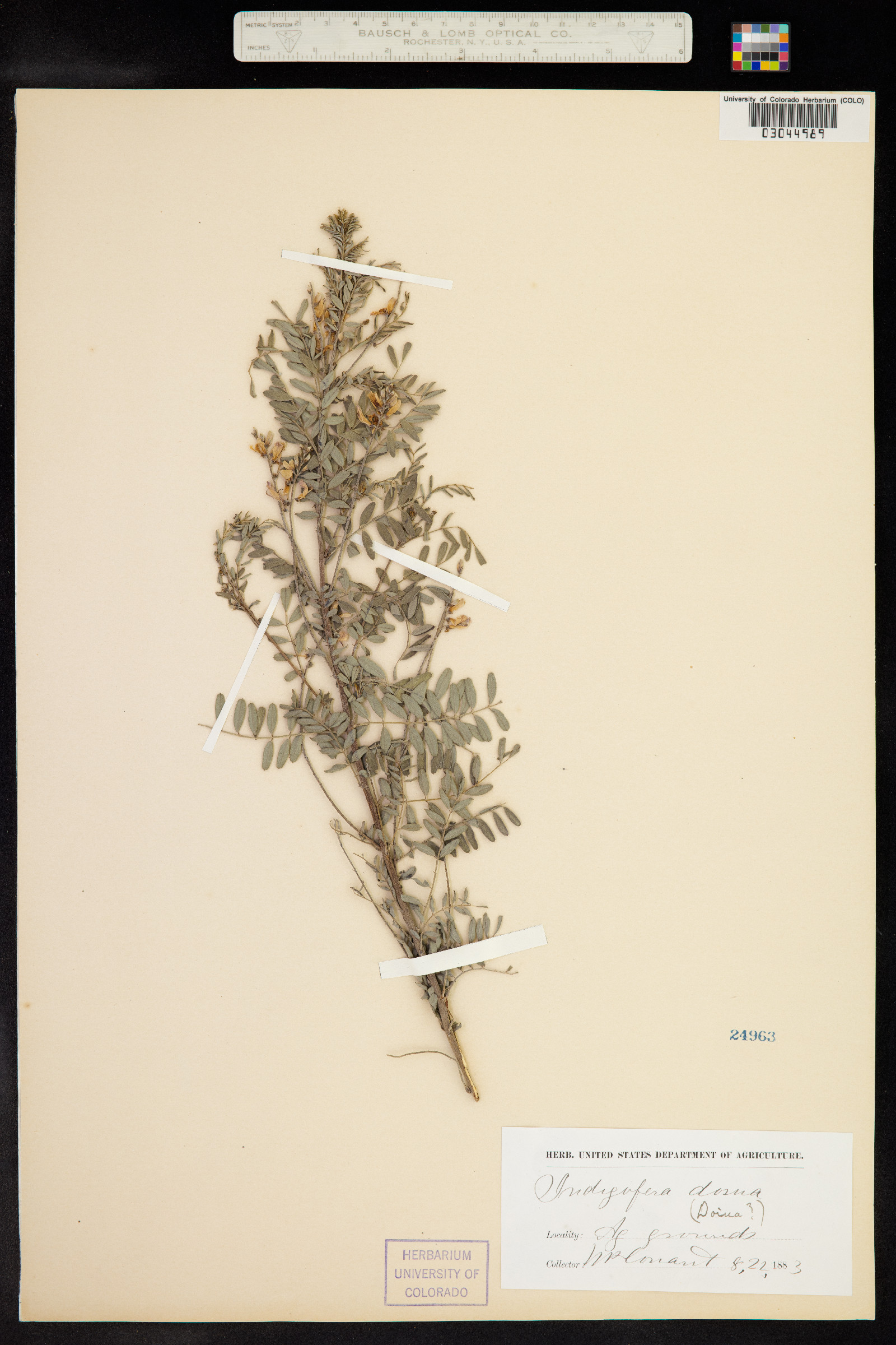 Indigofera dosua image