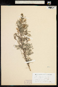 Indigofera dosua image