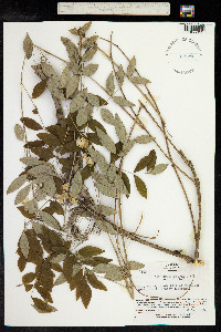 Indigofera decora image