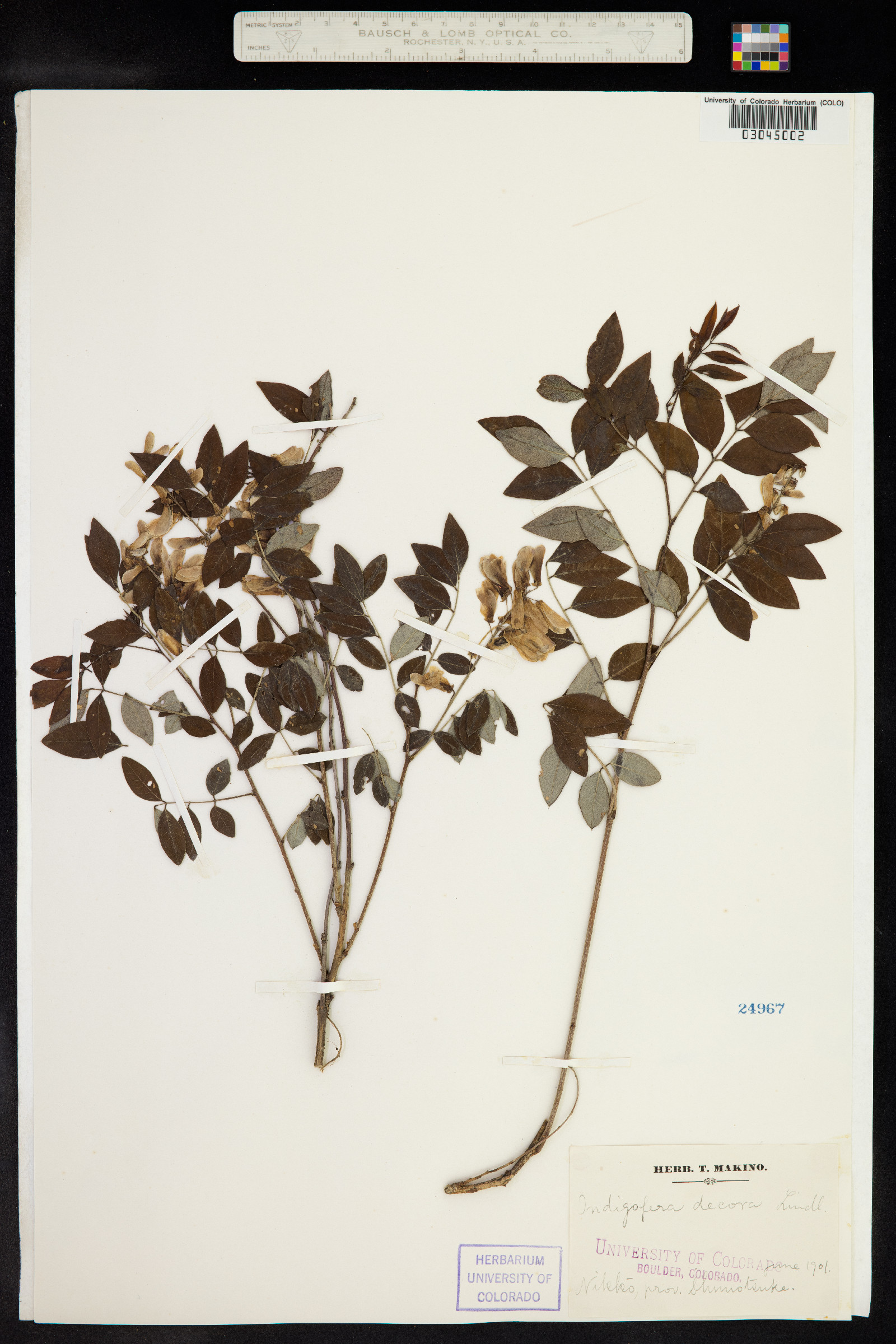 Indigofera decora image