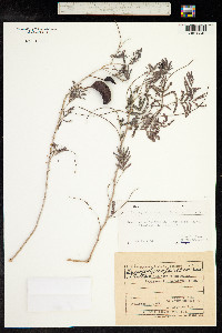 Prosopis farcta image