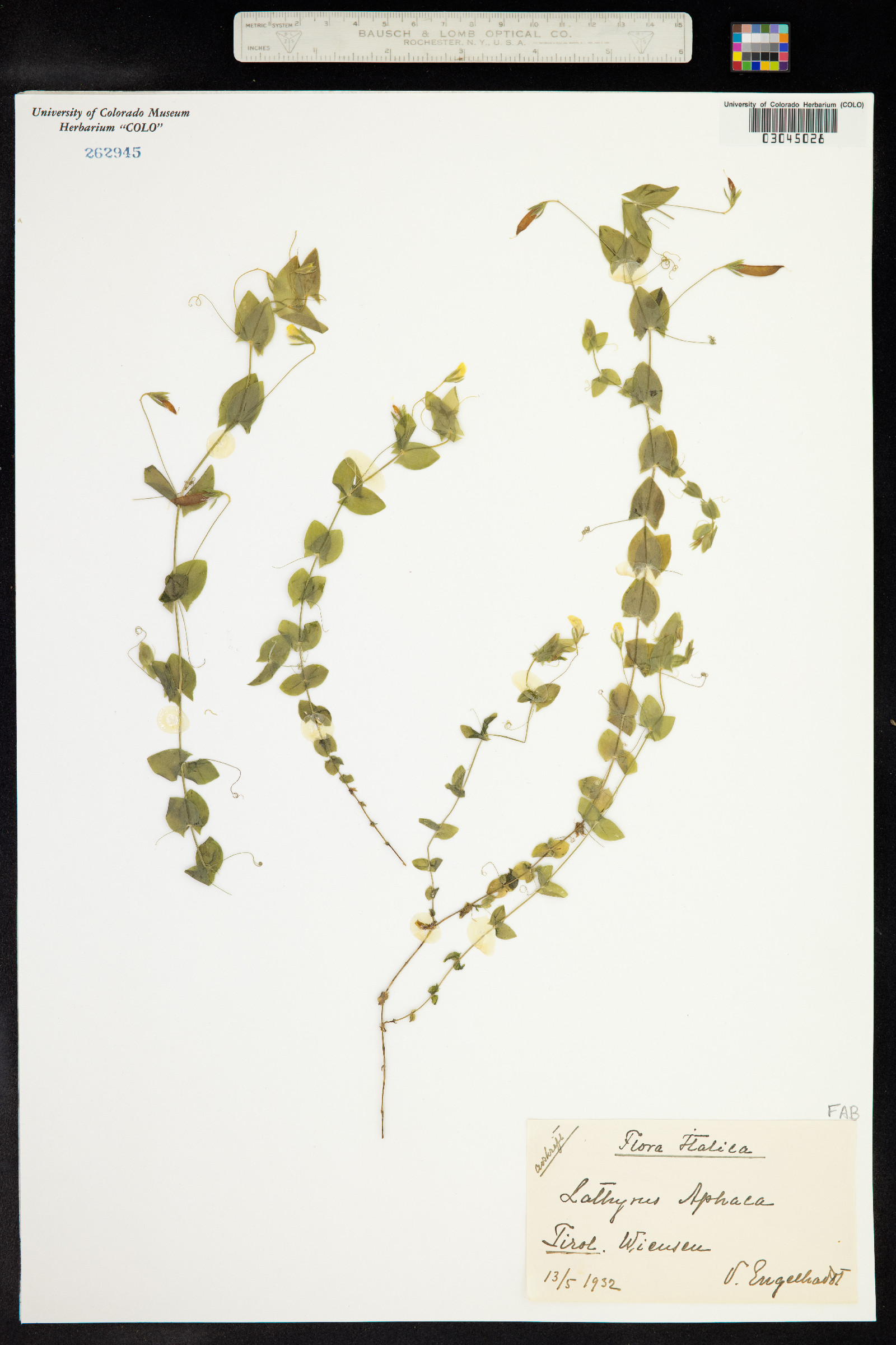 Lathyrus aphaca image