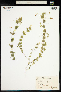 Lathyrus aphaca image