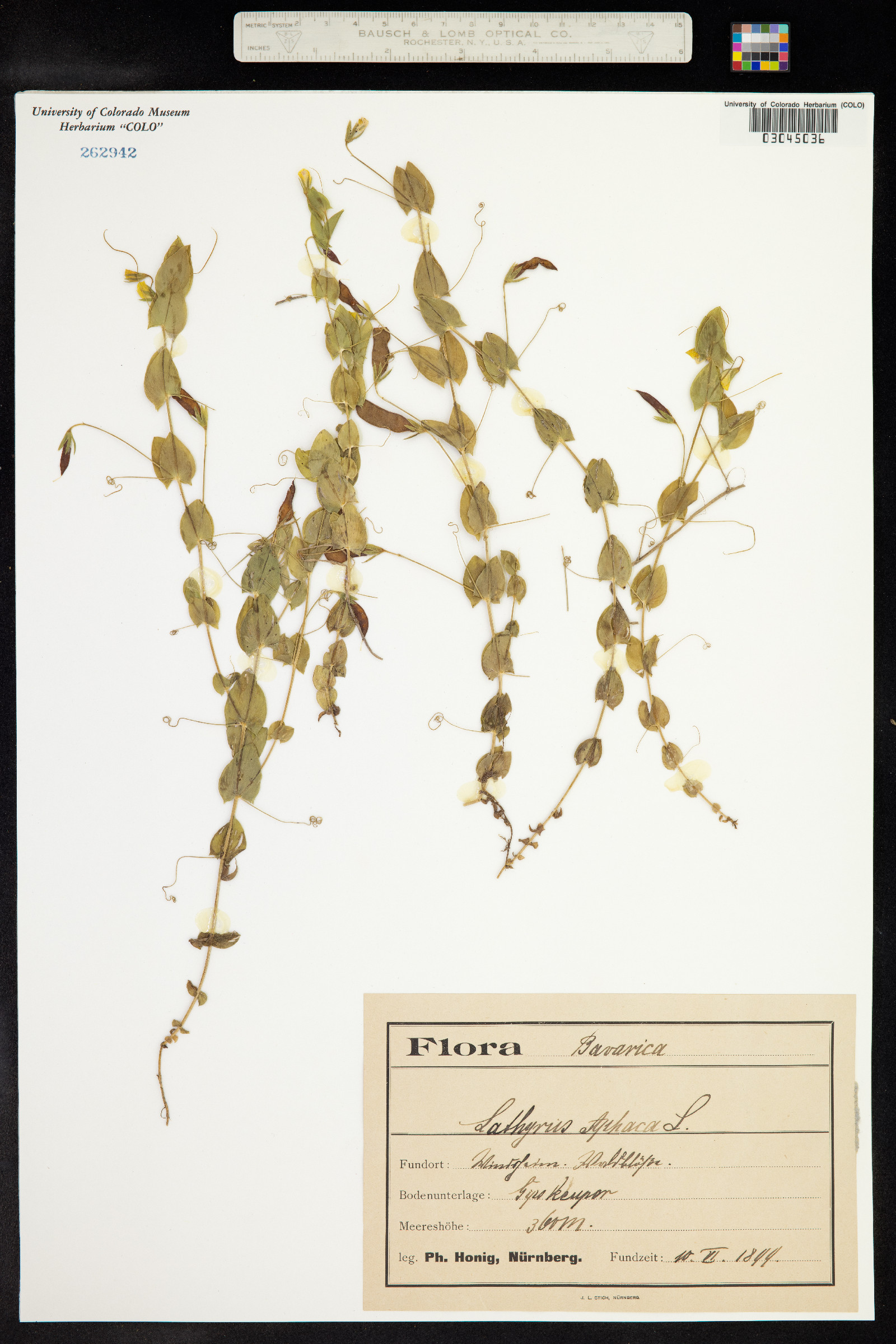 Lathyrus aphaca image