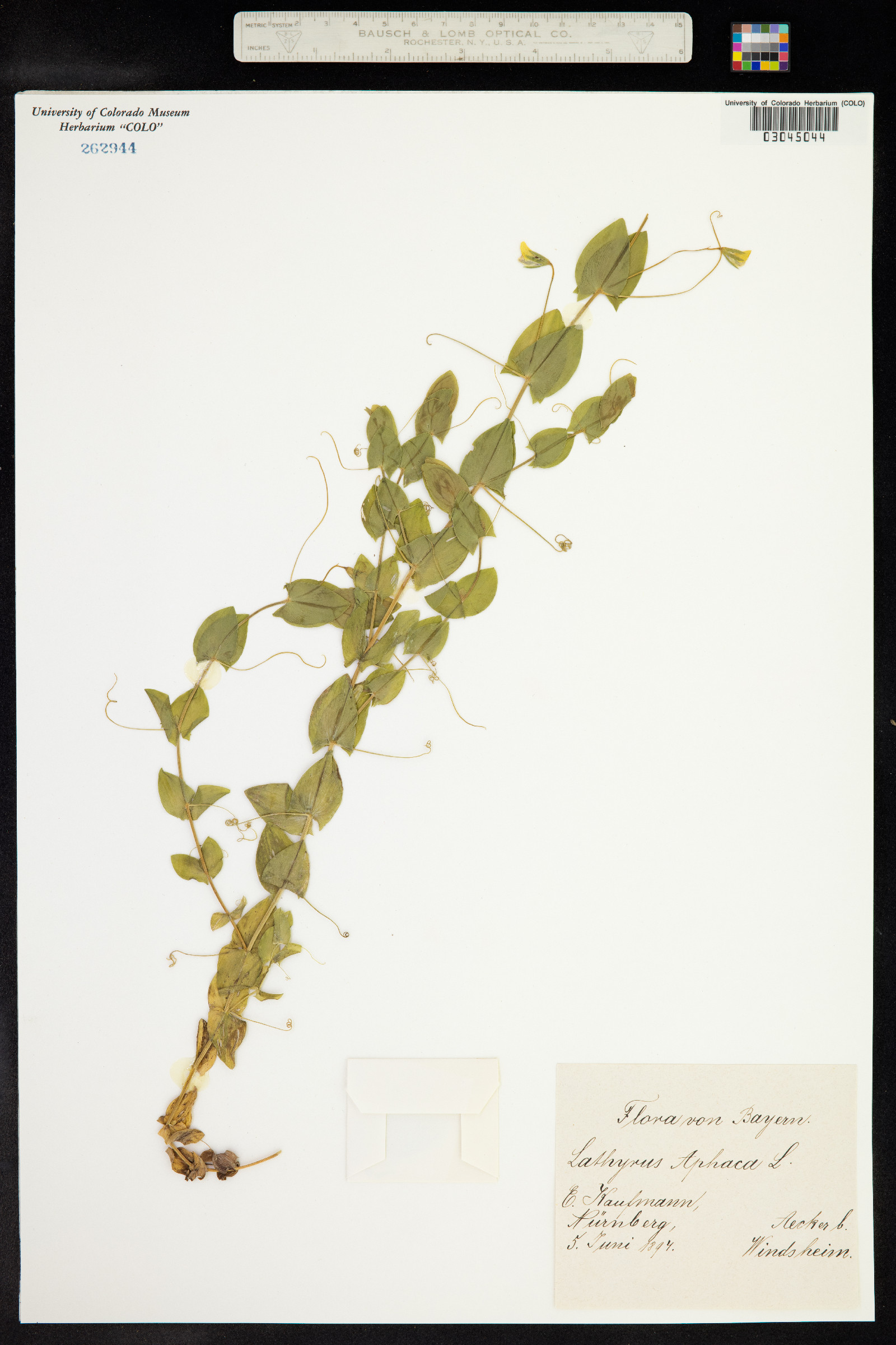 Lathyrus aphaca image