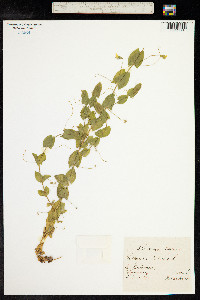 Lathyrus aphaca image