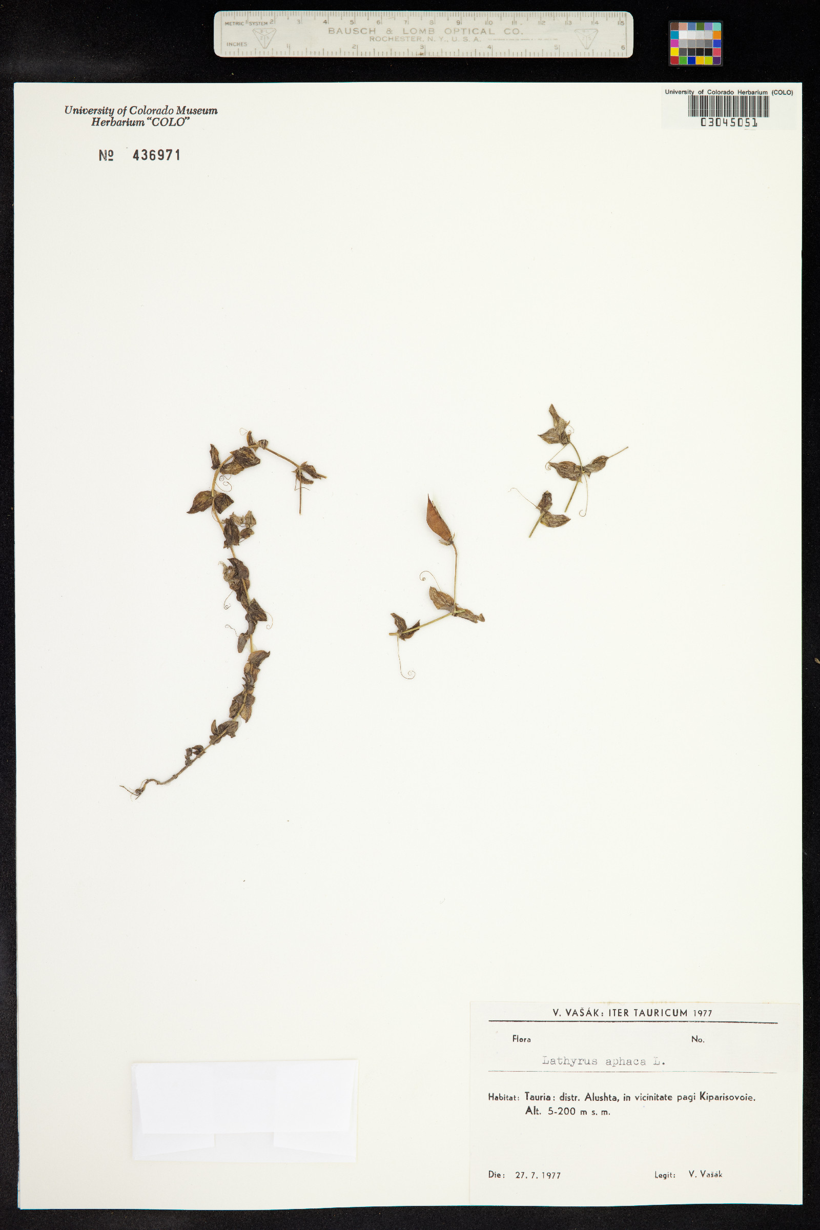 Lathyrus aphaca image