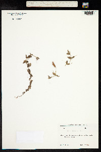 Lathyrus aphaca image