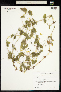 Lathyrus aphaca image