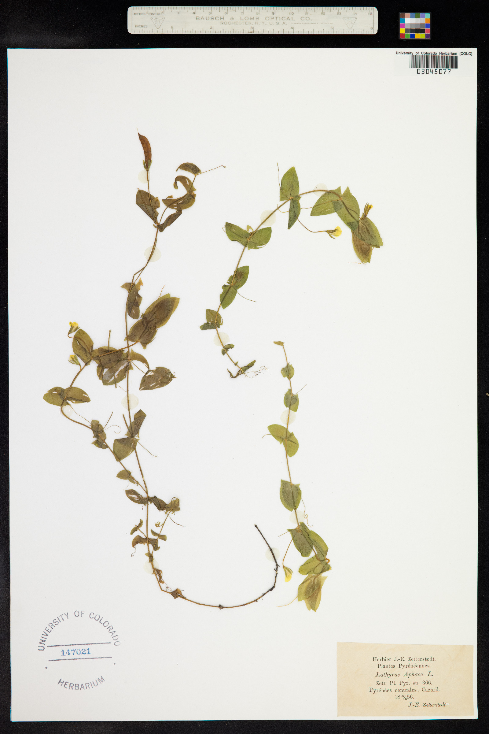 Lathyrus aphaca image