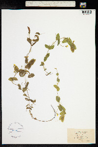 Lathyrus aphaca image