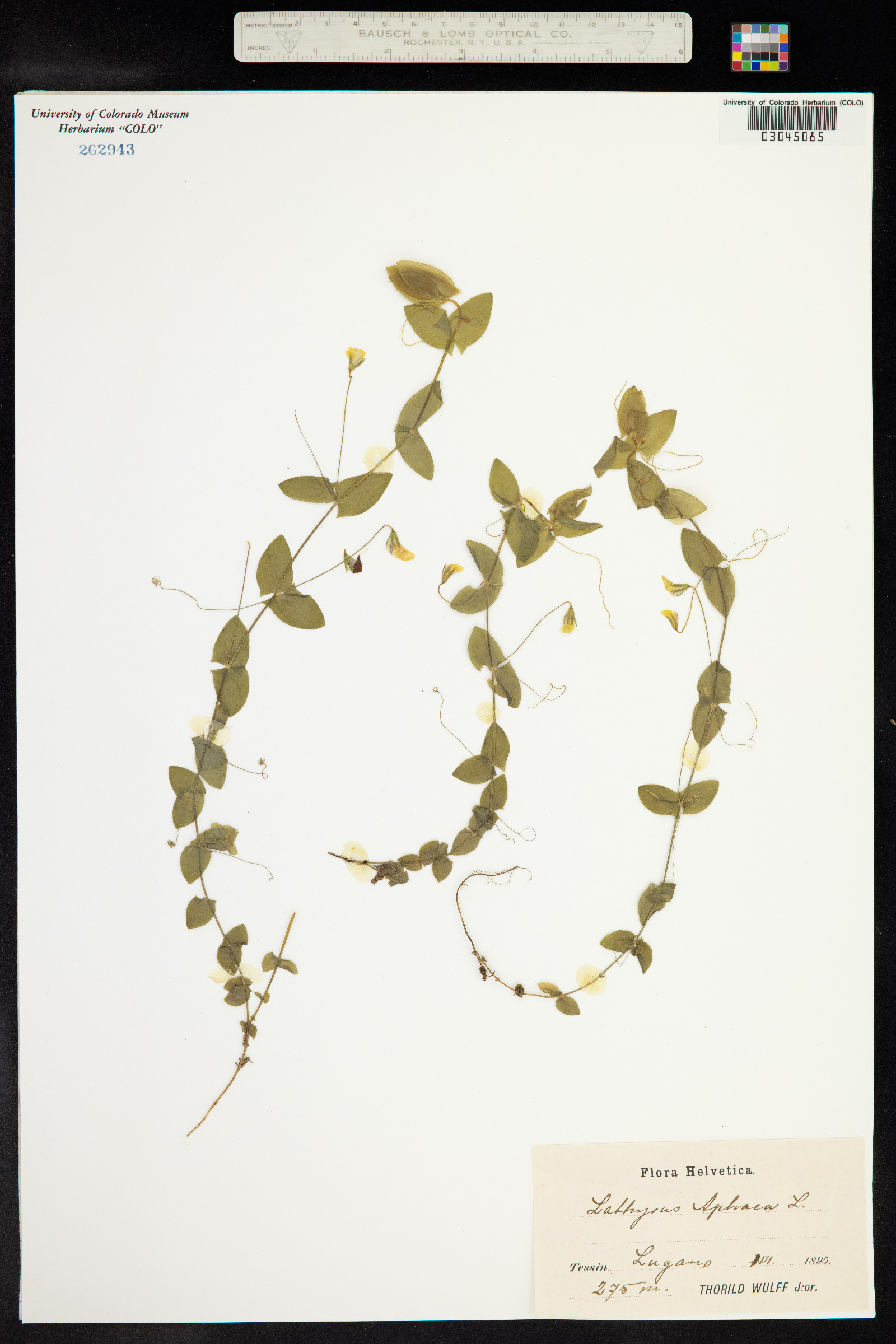 Lathyrus aphaca image