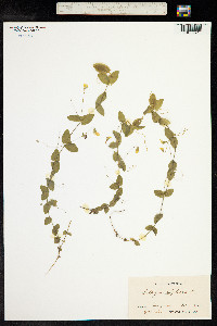 Lathyrus aphaca image