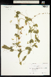 Lathyrus aphaca image