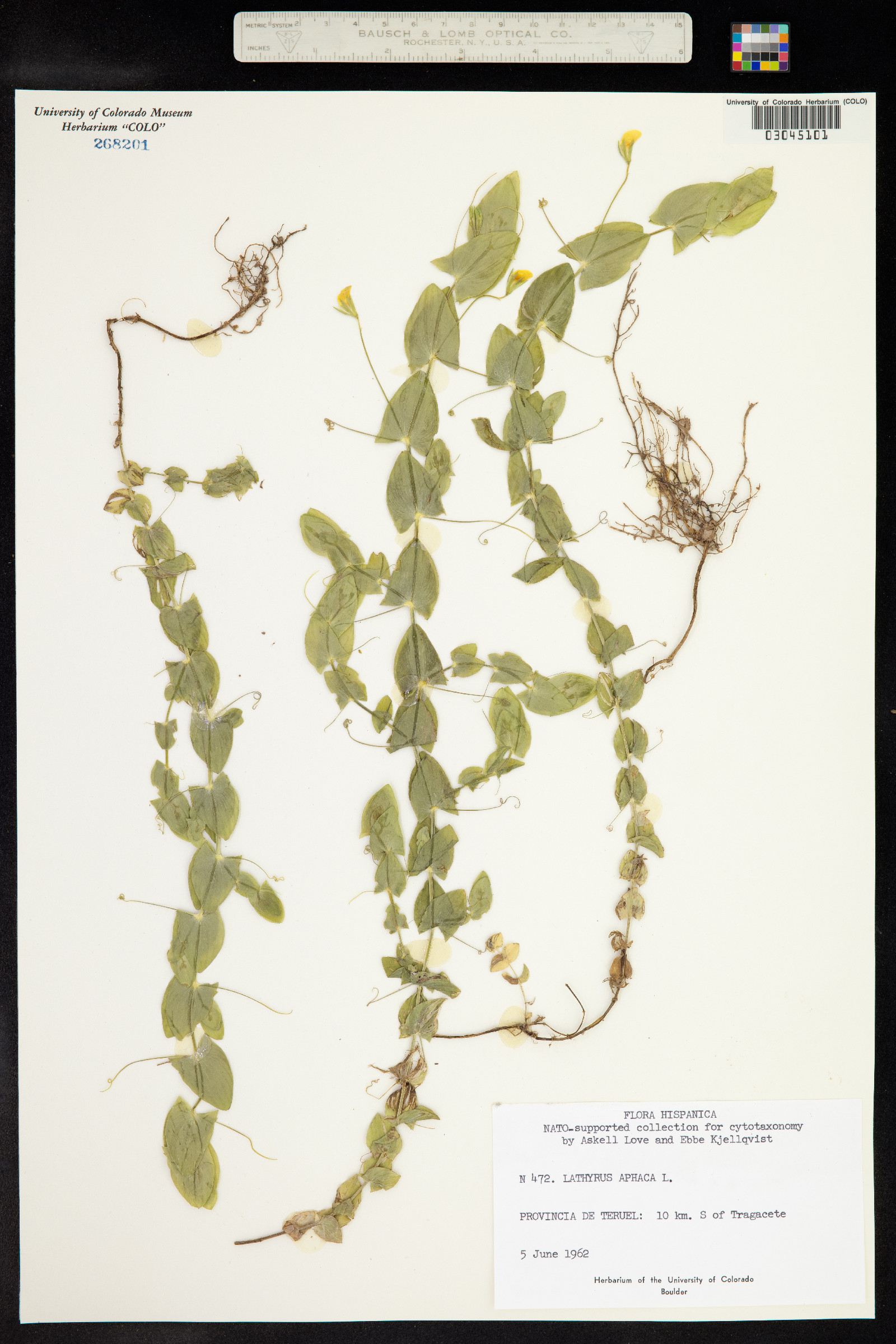 Lathyrus aphaca image
