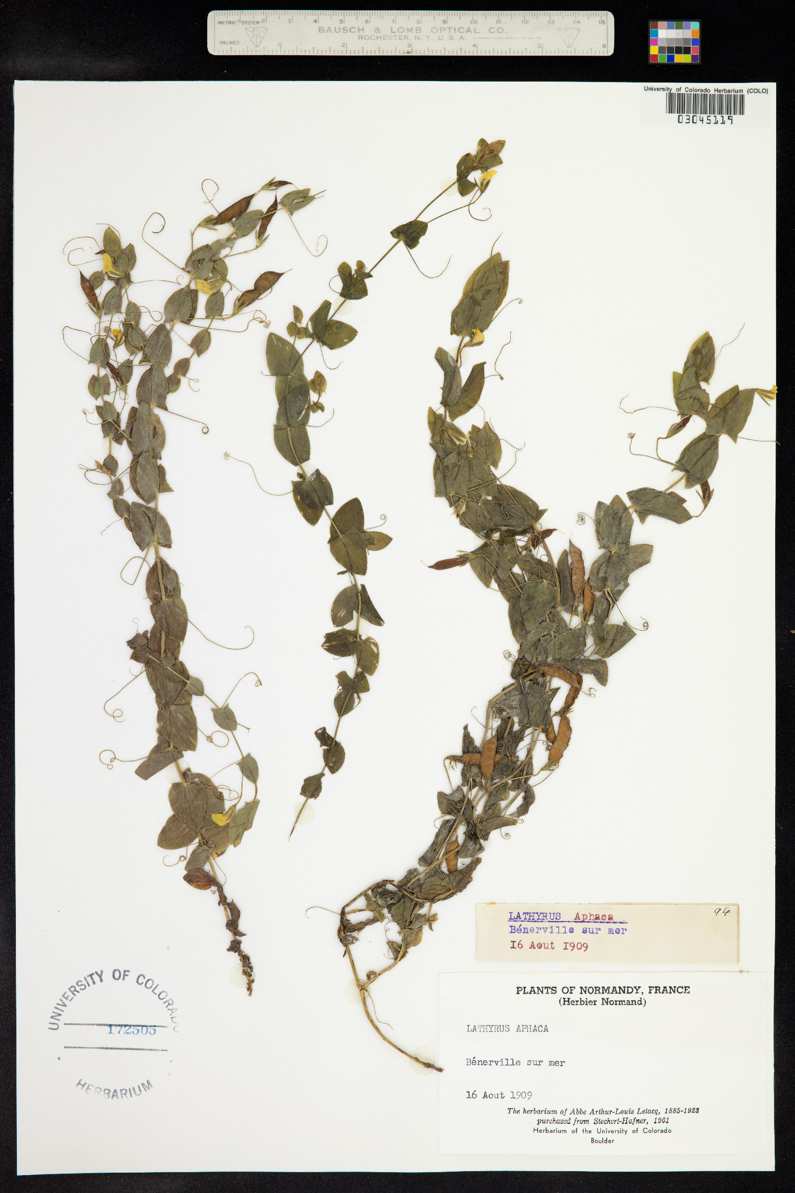Lathyrus aphaca image