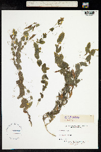 Lathyrus aphaca image