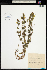 Lathyrus aphaca image