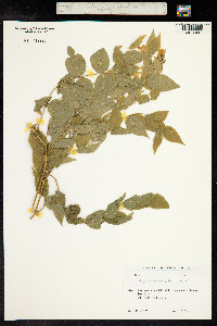 Lathyrus aureus image