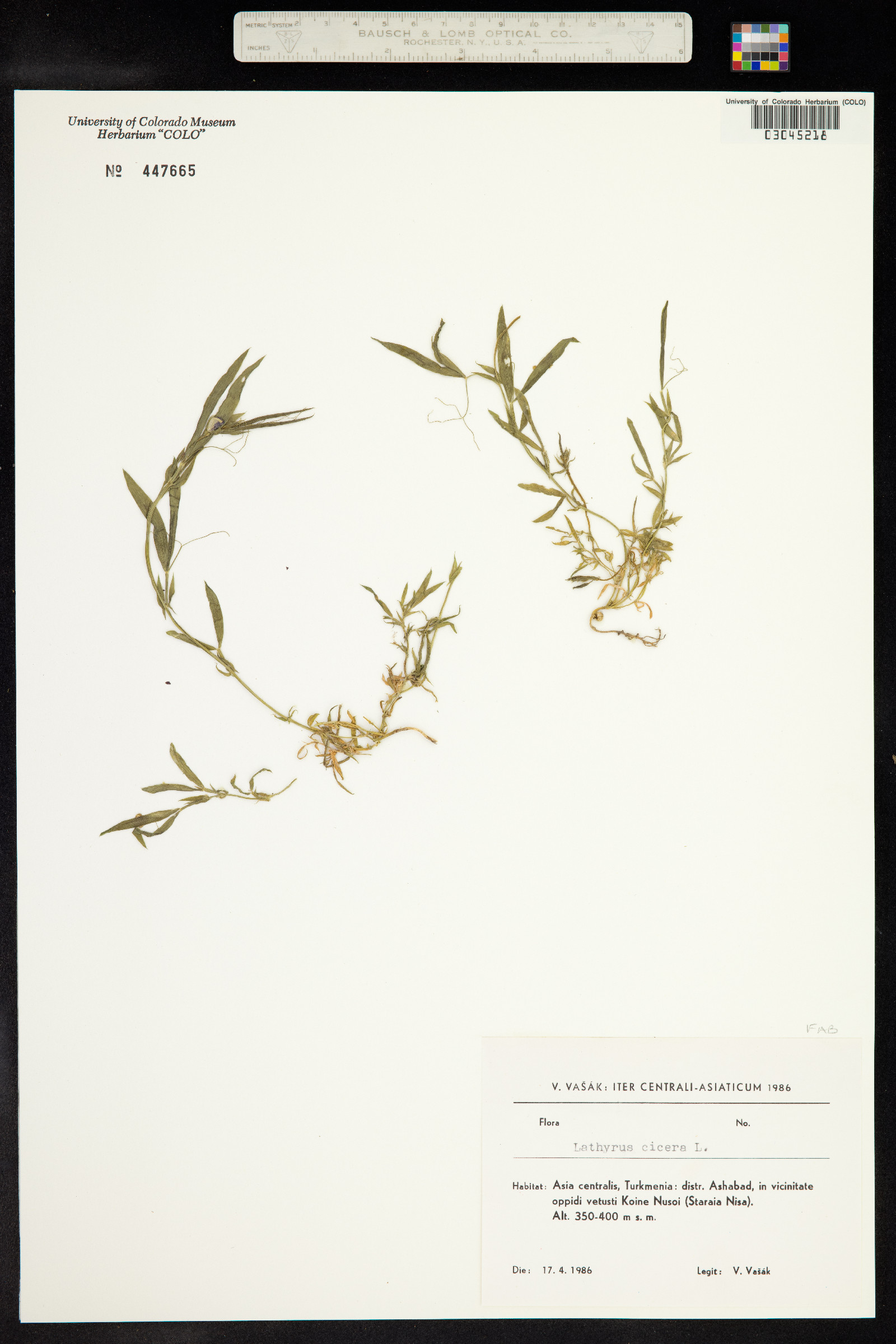 Lathyrus cicera image