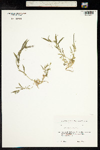 Lathyrus cicera image