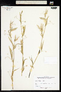 Lathyrus cicera image