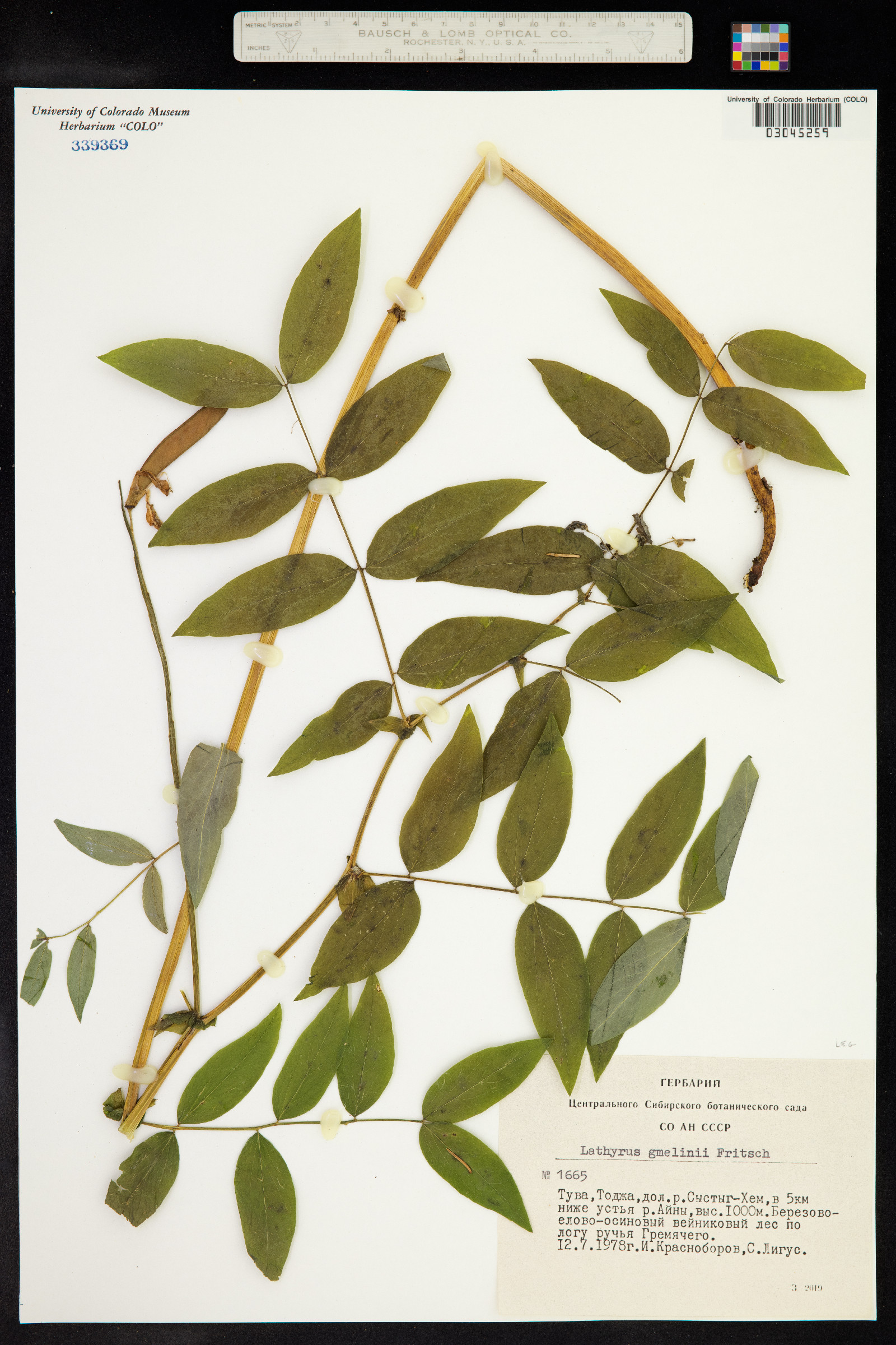 Lathyrus gmelinii image