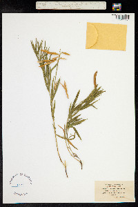 Lathyrus filiformis image