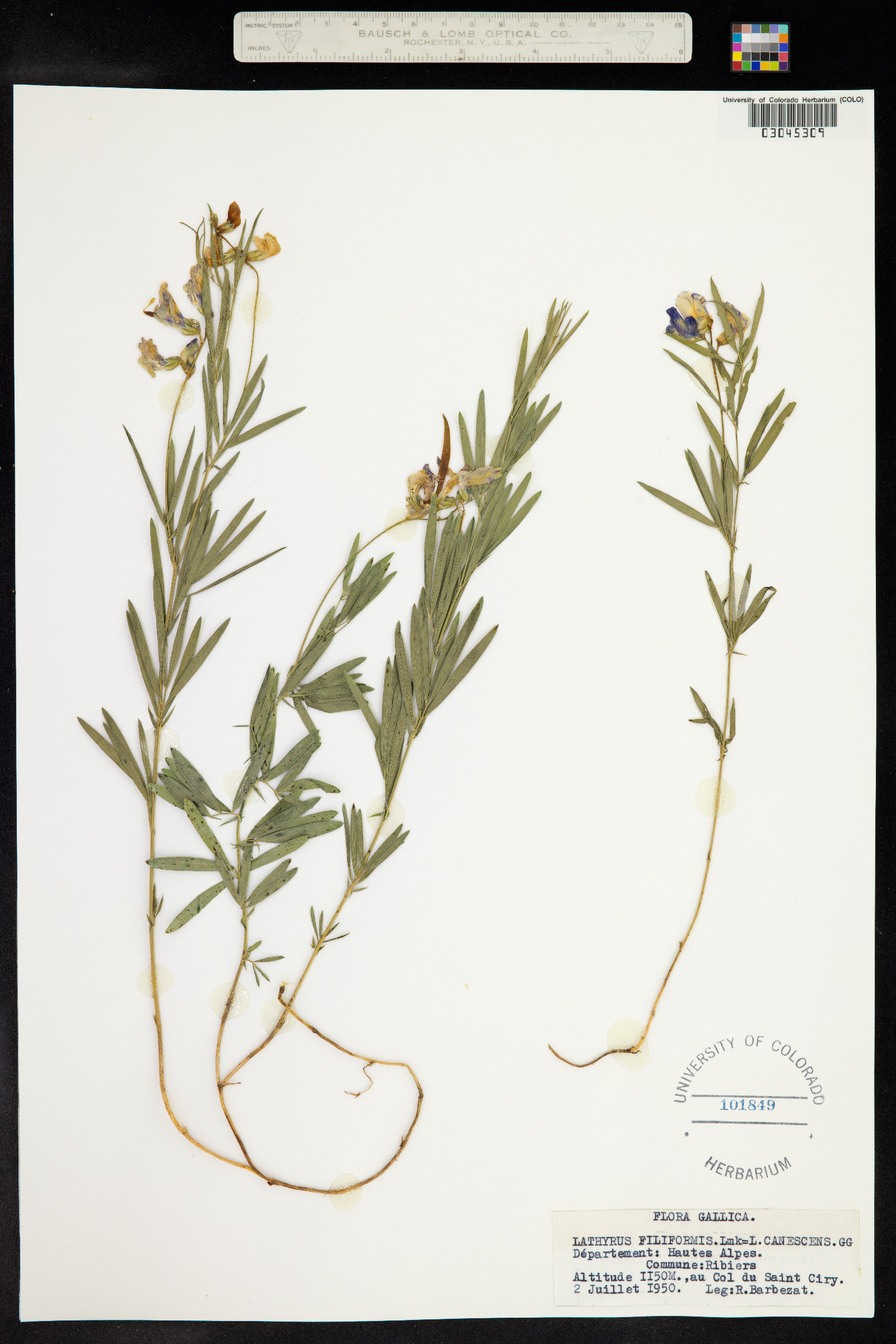 Lathyrus filiformis image