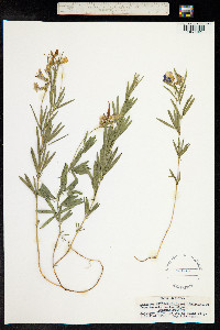 Lathyrus filiformis image