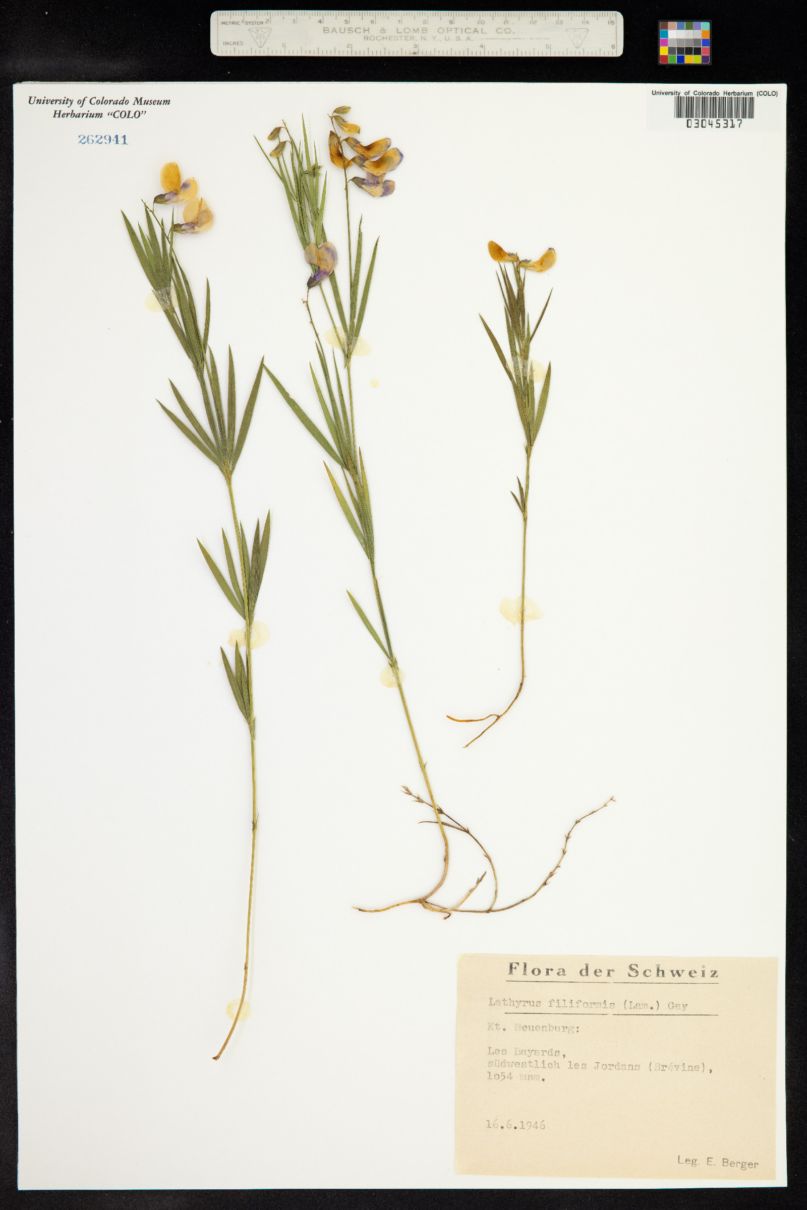 Lathyrus filiformis image