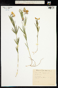 Lathyrus filiformis image