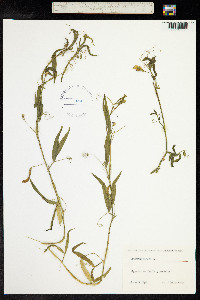 Lathyrus cicera image