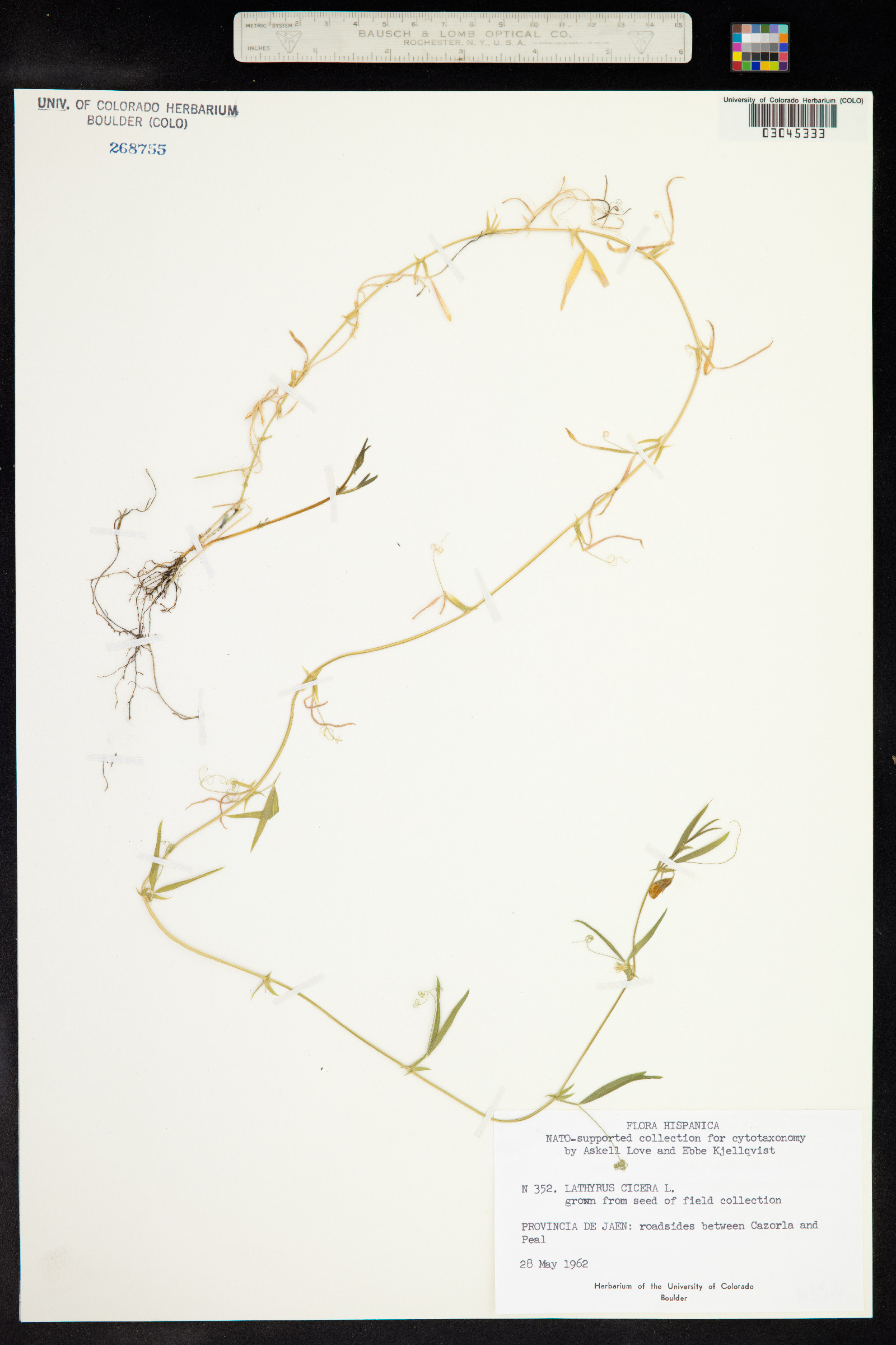 Lathyrus cicera image