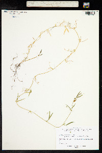 Lathyrus cicera image